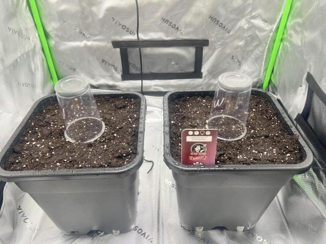 Amnesia Jelly. Week 0