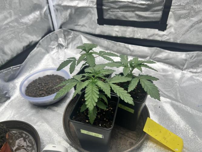 Cherry Bacio – Crimson Bloom. Week 3