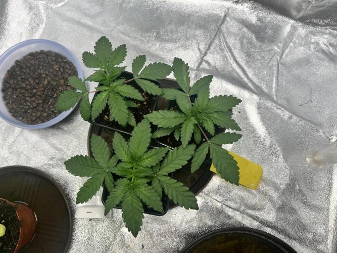 Cherry Bacio. Week 3