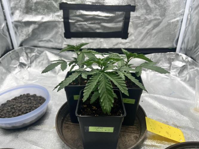 Cherry Bacio – Crimson Bloom. Week 3