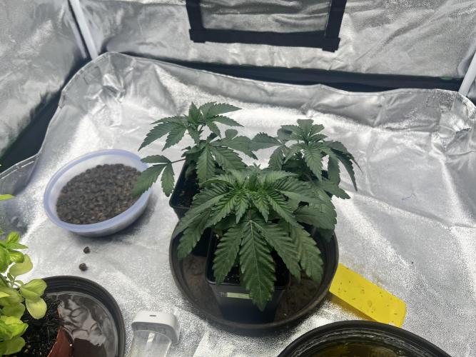 Cherry Bacio – Crimson Bloom. Week 4