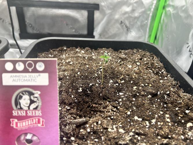 Amnesia Jelly 🦄. Week 1