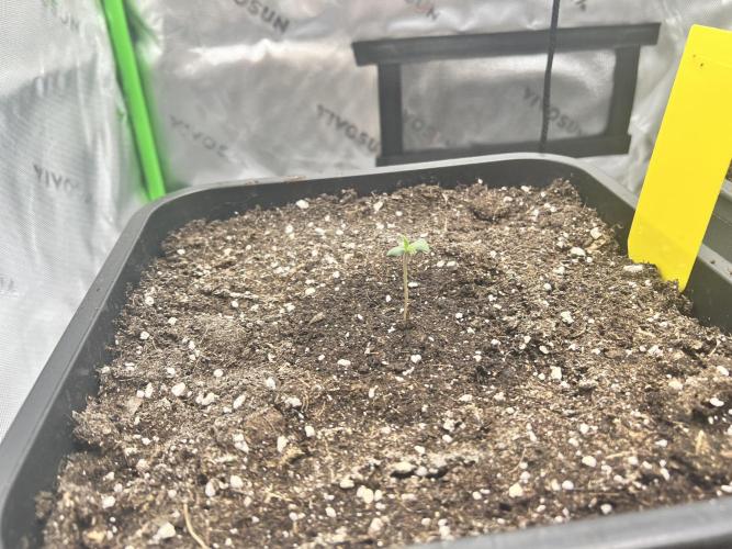 Amnesia Jelly 🦄. Week 1