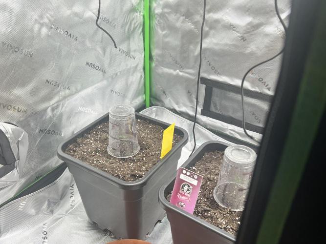 Amnesia Jelly 🦄. Week 1