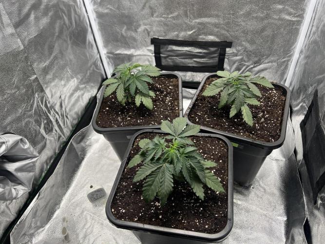 Cherry Bacio – Crimson Bloom. Week 5