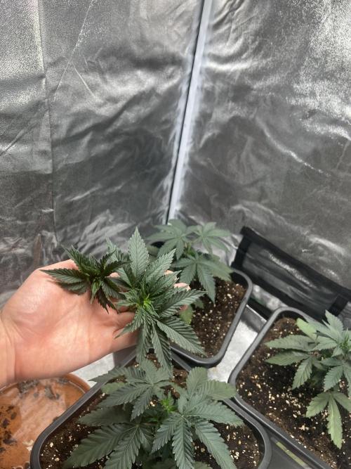 Cherry Bacio – Crimson Bloom. Week 5