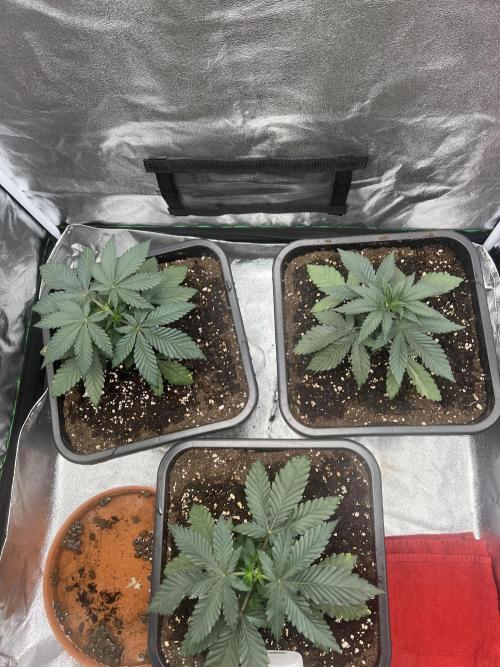 Cherry Bacio – Crimson Bloom. Week 5