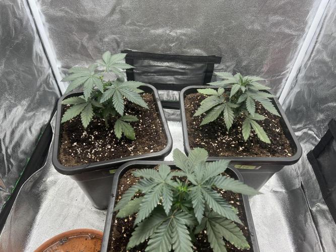 Cherry Bacio – Crimson Bloom. Week 5