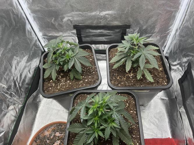 Cherry Bacio – Crimson Bloom. Week 6