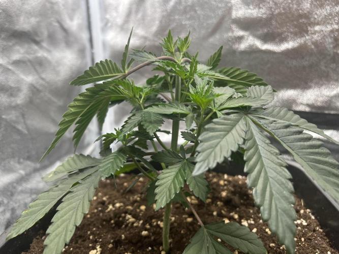 Cherry Bacio – Crimson Bloom. Week 6