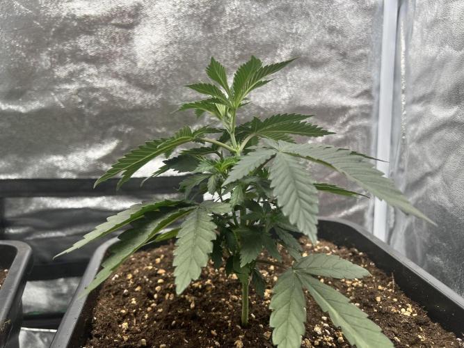 Cherry Bacio – Crimson Bloom. Week 6