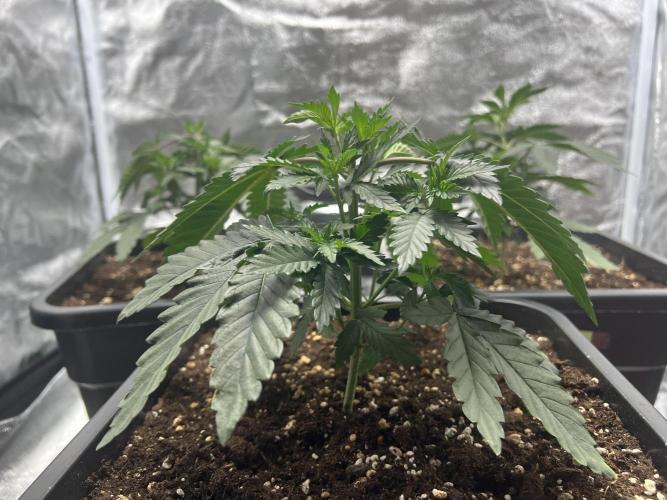 Cherry Bacio – Crimson Bloom. Week 6