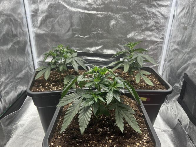 Cherry Bacio – Crimson Bloom. Week 6