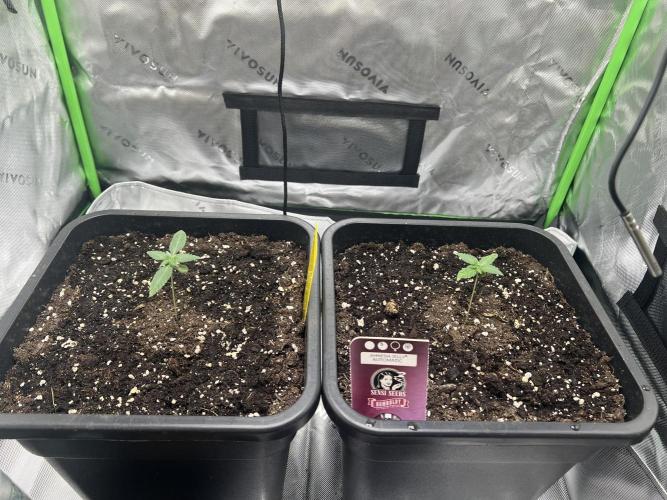 Amnesia Jelly 🦄. Week 2