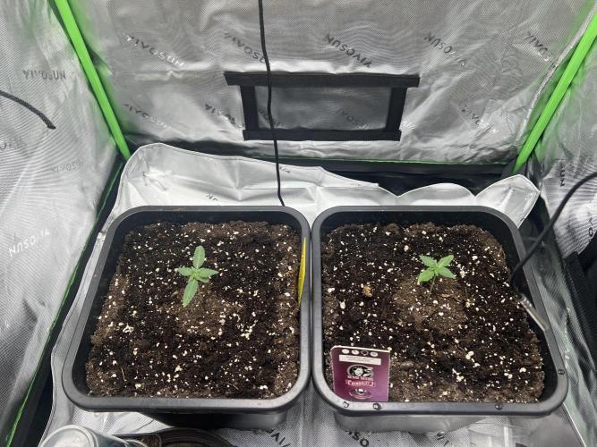 Amnesia Jelly 🦄. Week 2