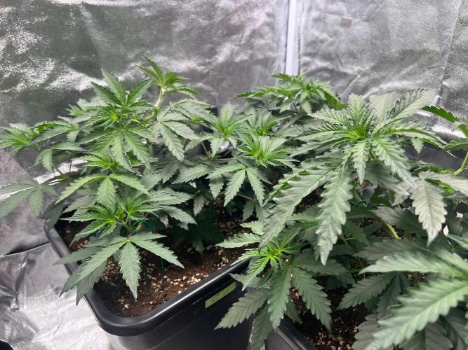 Cherry Bacio – Crimson Bloom. Week 7