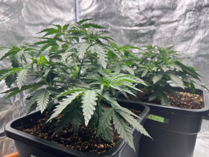 Cherry Bacio – Crimson Bloom. Week 7