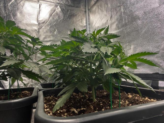 Cherry Bacio – Crimson Bloom. Week 7