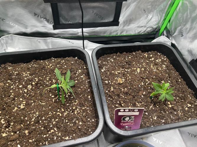 Amnesia Jelly Auto. Week 3