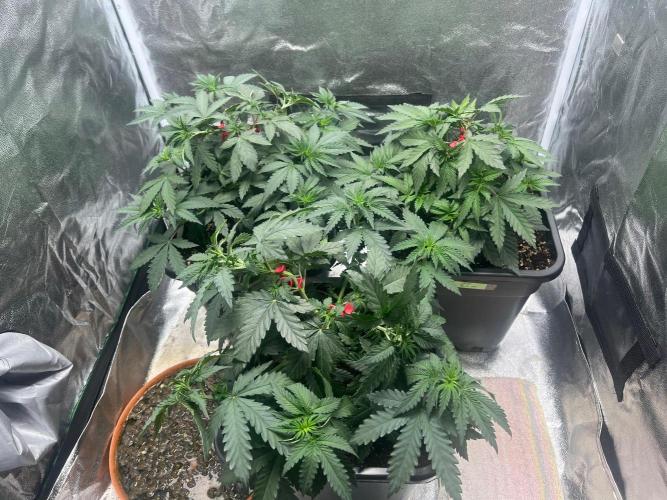 Cherry Bacio – Crimson Bloom. Week 7