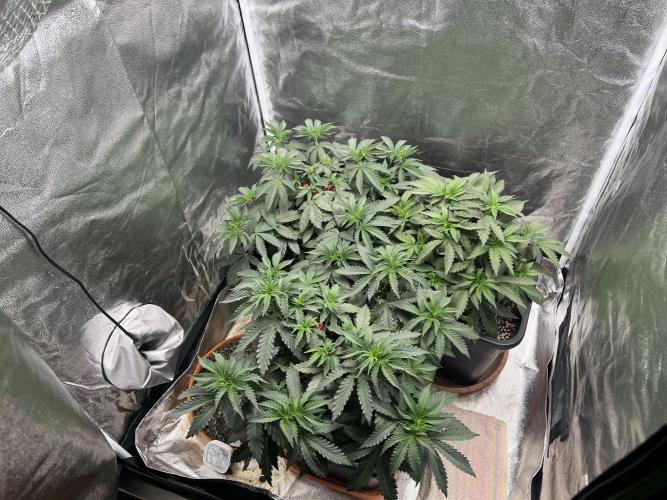 Cherry Bacio – Crimson Bloom. Week 7
