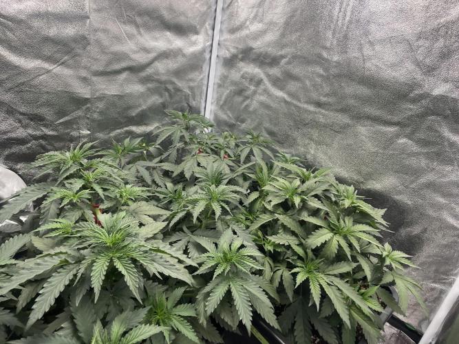 Cherry Bacio – Crimson Bloom. Week 7