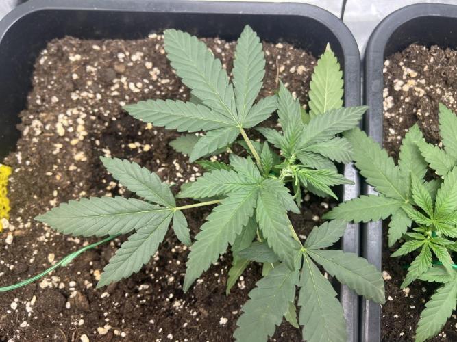 Amnesia Jelly 🦄. Week 4