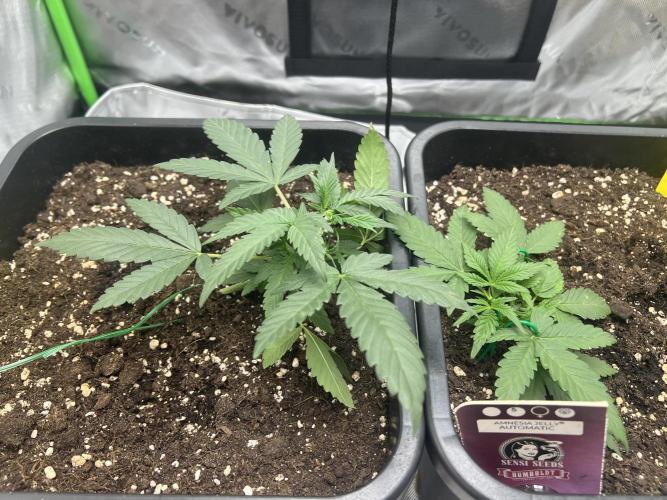 Amnesia Jelly 🦄. Week 4