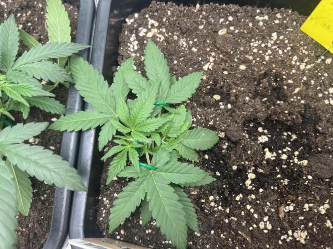 Amnesia Jelly Auto. Week 4