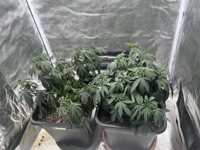 Cherry Bacio – Crimson Bloom. Week 8