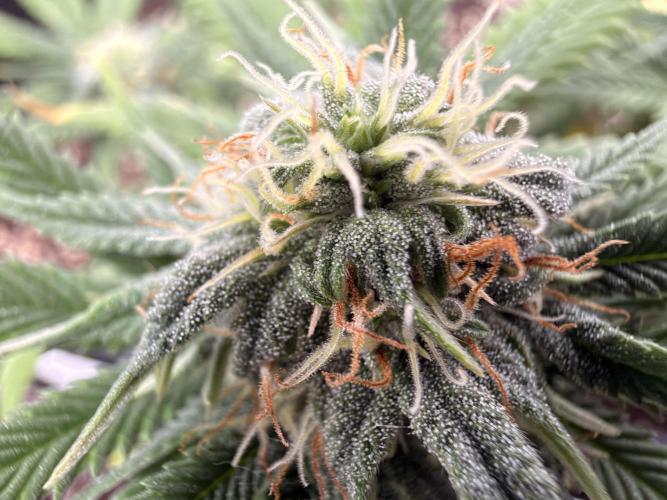 Amnesia Jelly 🦄. Week 10