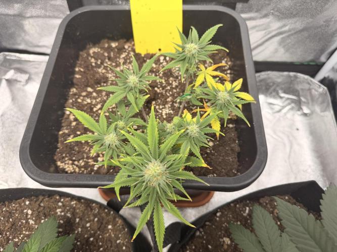 Amnesia Jelly 🦄. Week 10