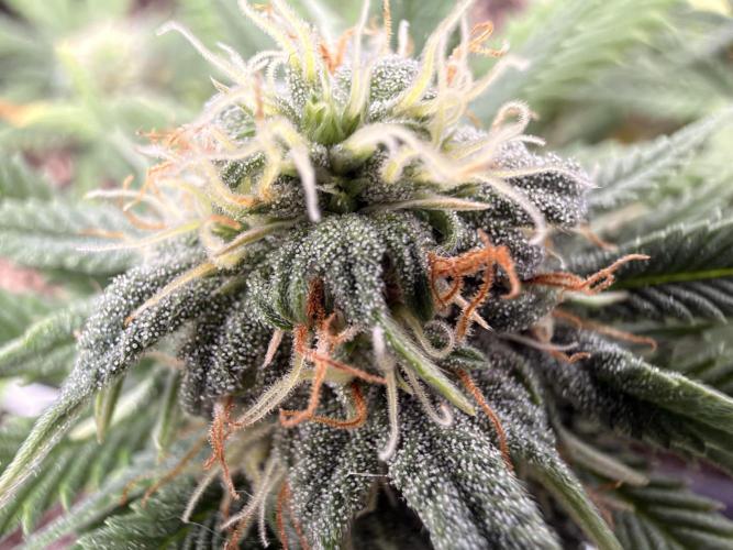 Amnesia Jelly 🦄. Week 10