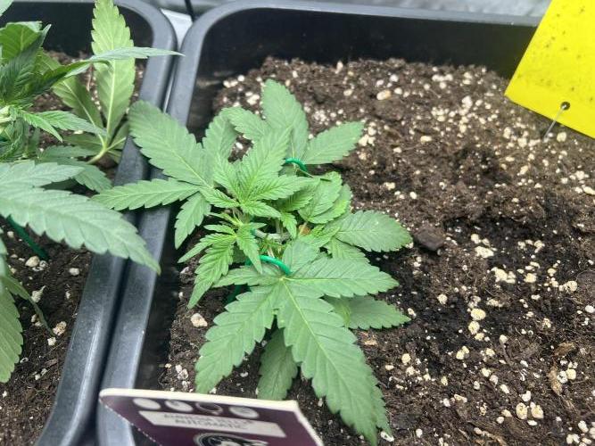 Amnesia Jelly 🦄. Week 4