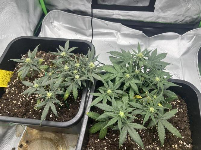 Amnesia Jelly 🦄. Week 7