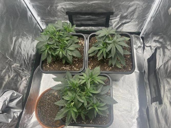 Cherry Bacio – Crimson Bloom. Week 6
