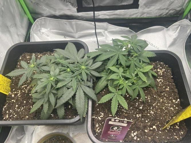 Amnesia Jelly Auto. Week 5