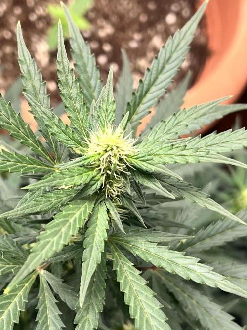 Master Kush Auto Experiment (First Run). Week 8