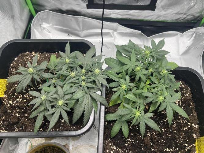 Amnesia Jelly Auto. Week 6