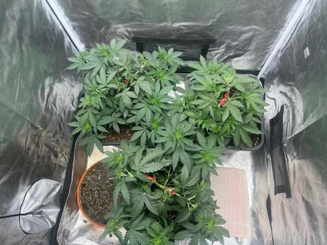 Cherry Bacio – Crimson Bloom. Week 7