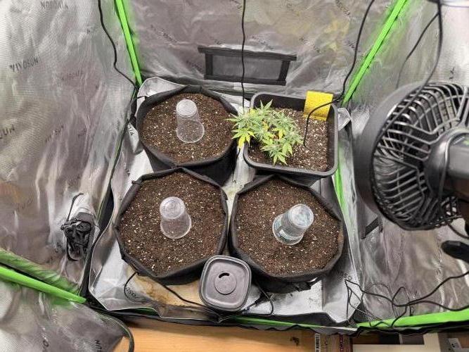 Mimosa auto & Blueberry candiez auto. Week 0