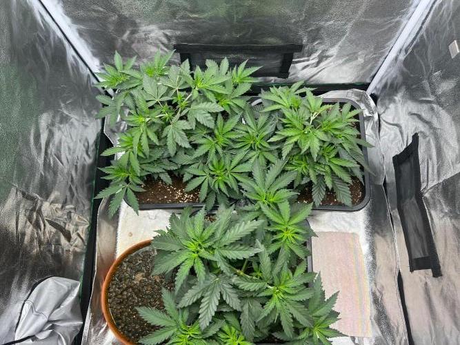 Cherry Bacio – Crimson Bloom. Week 7