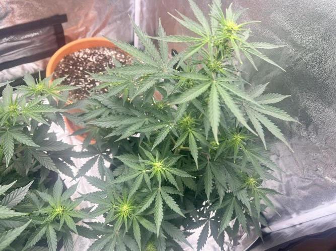 Master Kush Auto Experiment (First Run). Week 6
