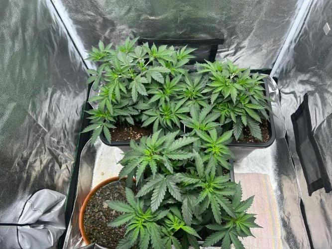 Cherry Bacio – Crimson Bloom. Week 7