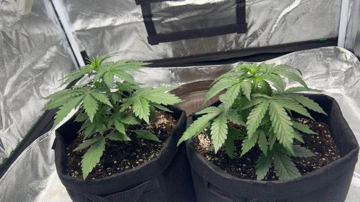 Master Kush Auto Experiment (First Run). Week 3