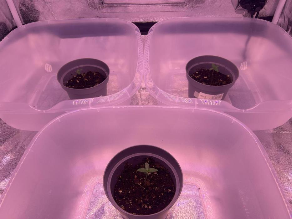 3x automatics + First run. Week 1