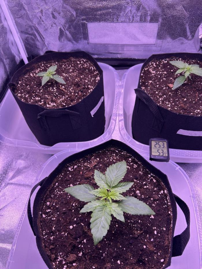 3x automatics + First run. Week 2