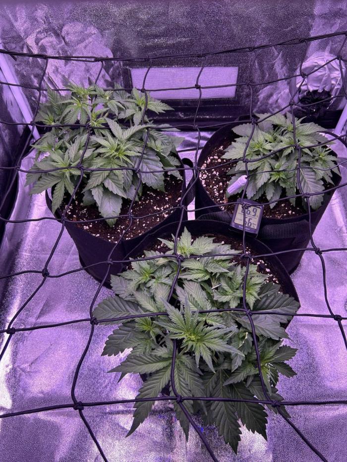 3x automatics + First run. Week 3