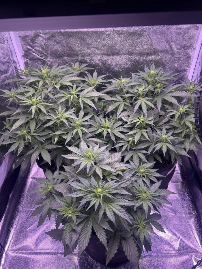 3x automatics + First run. Week 4