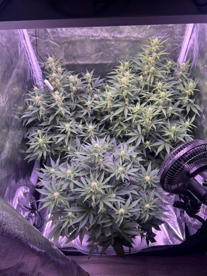 3x automatics + First run. Week 5
